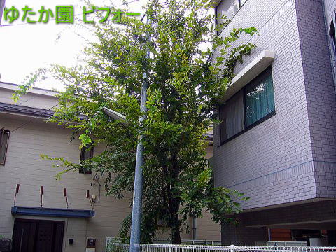 PL  rtH[